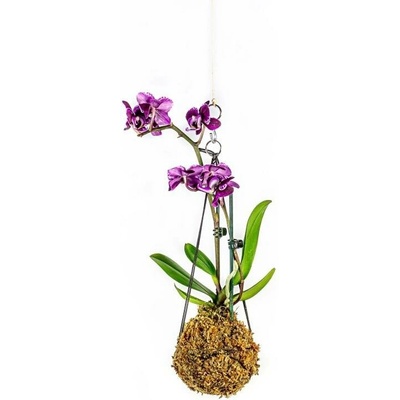 Gardners Kokedama Phalaenopsis (L) Falenopsis, můrovec 1 ks