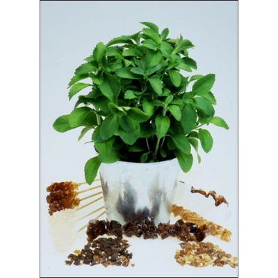 Стевиа, сладка трева(Stevia rebaudiana)