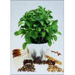  Стевиа, сладка трева(Stevia rebaudiana)