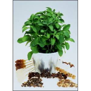  Стевиа, сладка трева(Stevia rebaudiana)