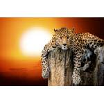 DIMEX ART Флизелинов фототапет леопард със залез слънце 375 x 250 см