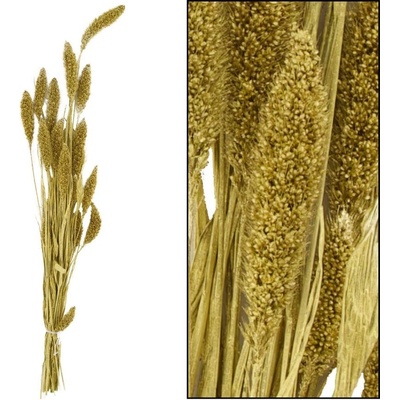 Setaria nature zv.zlatá 66x15x6cm