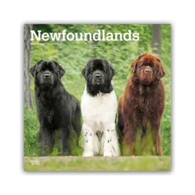 Newfoundlands Neufundländer 16-Monats 2026
