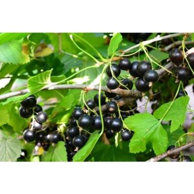 Ríbezľa čierna (Ribes nigrum) ´TITANIA´ - stredne skorá, výška 40-60 cm, kont. C5L - KRÍKOVÁ