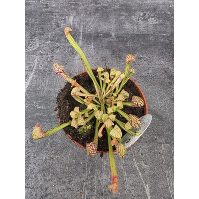 Masožravka Sarracenia