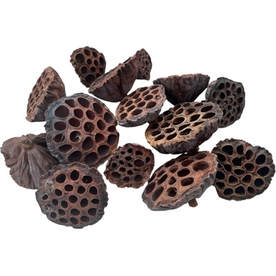 Sušené Lotosové kvety 6–8 cm 8ks - prírodné