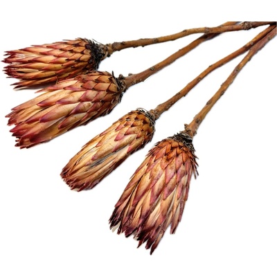 Sušená protea OBTUSIFOLIA balení 8ks