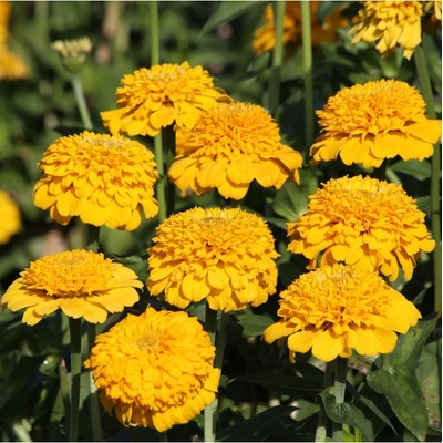 Cínia Zinderella Yellow - Zinnia elegans - semená cínie - 20 ks