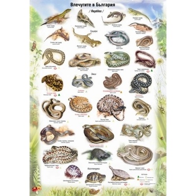 Учител bg Влечугите в България - мини табло А3