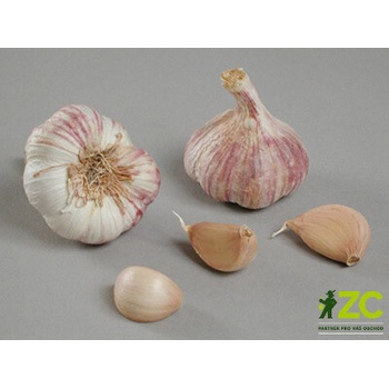 Česnek sadbový Germidour 4 palice fialový 50-60 mm