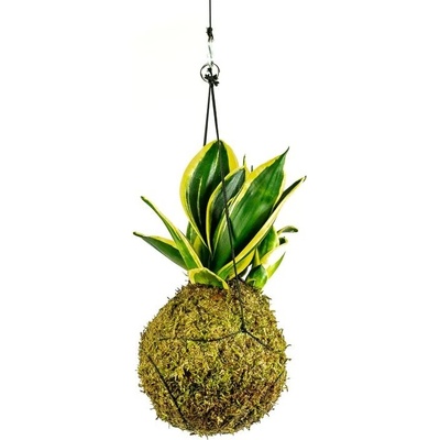 Gardners Kokedama Sansevieria Hahnii (M) Sanseveria, Tchýnin jazyk, Tenura 1 ks