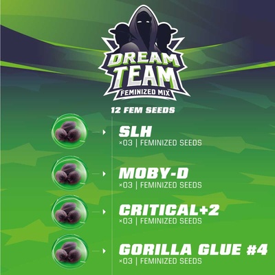 BSF Seeds Dream Team Mix semienka neobsahujú THC 12 ks
