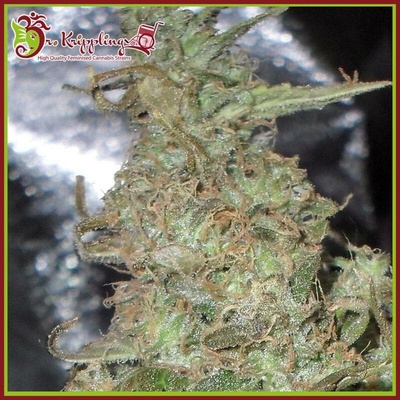 Dr. Krippling Seeds Melon Kali semena neobsahují THC 5 ks