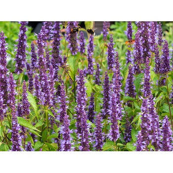 Agastache Little Adder, kont. 0,5 l