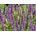 Agastache Little Adder
