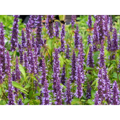 Agastache Little Adder, kont. 0,5 l
