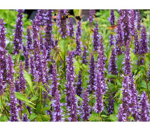 Agastache Little Adder