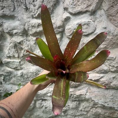 Neoregelia - Red Goodies