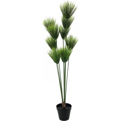 Papyrus palma, 150 cm
