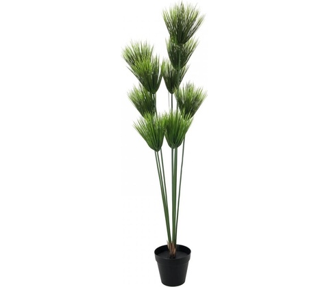 Papyrus palma, 150 cm