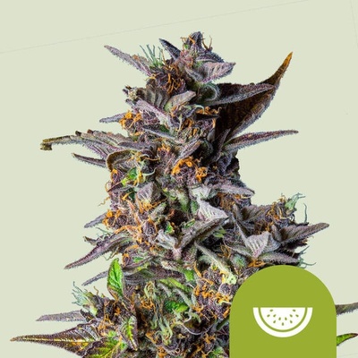 Royal Queen Seeds Watermelon Automatic semena neobsahují THC 3 ks