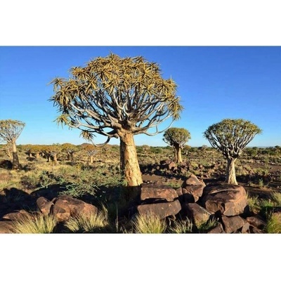 DIMEX ART Флизелинов фототапет намибия 375 x 250 см