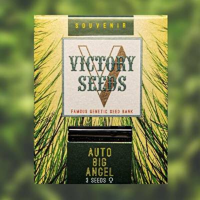 Victory Seeds AUTO Big Angel semena neobsahují THC 5 ks