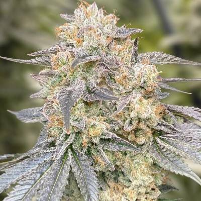 High Speed Buds Gorilla Zkittlez Fast semena neobsahují THC 3 ks