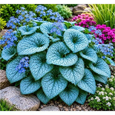 Brunnera veľkolistá 'Alexander's Great' v kvetináči