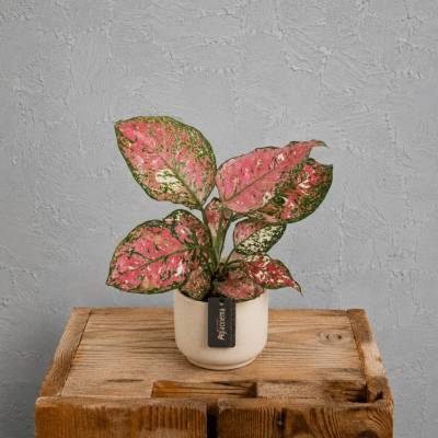 Aglaonema Jazzy Red