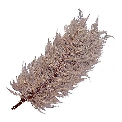 Stabilizovaná kapradina, Wild coral fern fialová, 10 ks