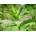 Мента - Джоджен (Mentha spicata) 2500 семена (0, 2 g) (348000)