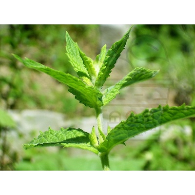 Мента - Джоджен (Mentha spicata) 2500 семена (0, 2 g) (348000)