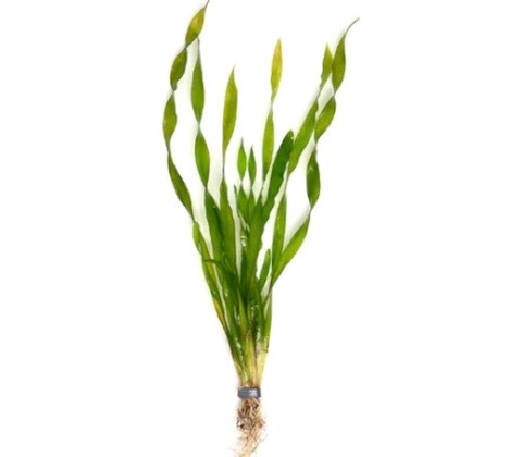 Vallisneria Asiatica