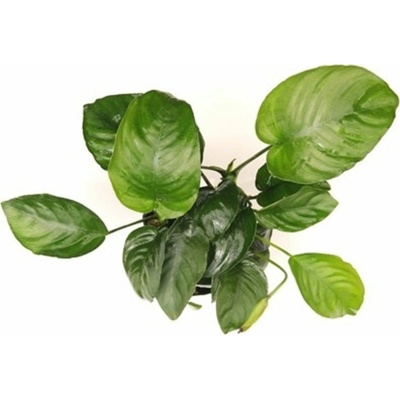 Dennerle Anubias barteri XXL