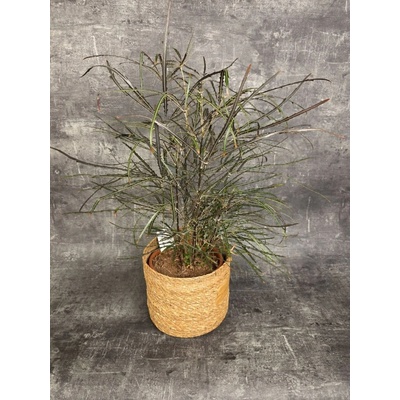 Dizygotheca elegantissima