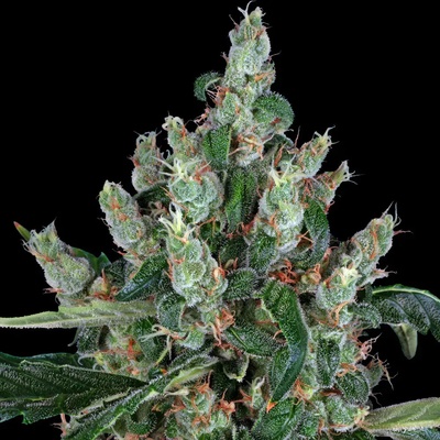 Barney's Farm Laughing Buddha semena neobsahují THC 5 ks