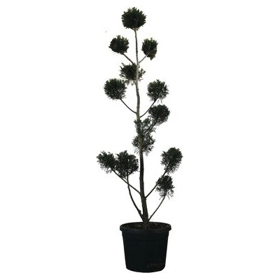 Cyprusovec leylandský PonPon FloraSelf Cupressocyparis leylandii výška 150-170 cm kvetináč 30 l