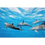 DIMEX ART Флизелинов фототапет делфини 375 x 250 см