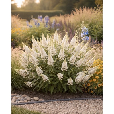 Agarden Zakrpatený motýlí ker 'Candy Little White'
