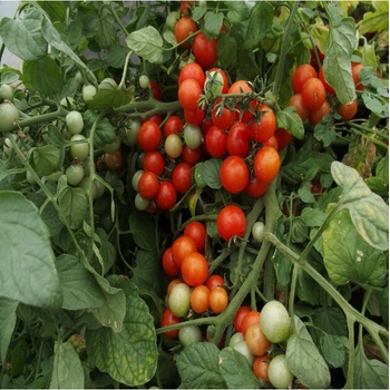 Paradajka balkónová Bajaja - Solanum lycopersicum - semená paradajok - 12 ks
