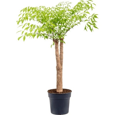 Heteropanax chinensis Stem Pots.29/120 cm