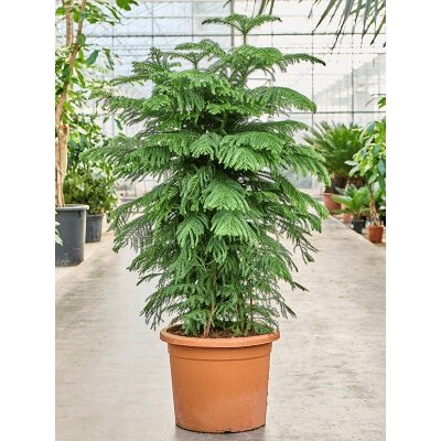 Araucaria heterophylla Hawaii 40x180 cm