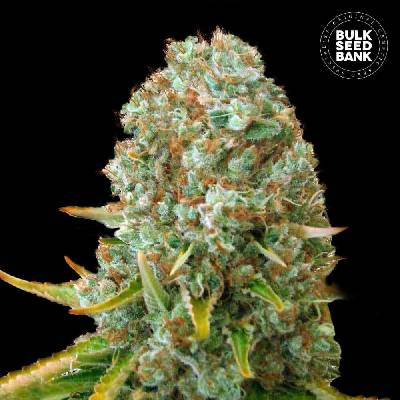 Bulk Seed Bank Moby Big semena neobsahují THC 10 ks