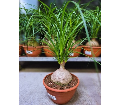 NOLINA 20/55cm