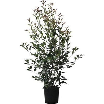 Červienka FloraSelf Photinia fraseri 'Red Robin' výška 125-150 cm kvetináč 15 l