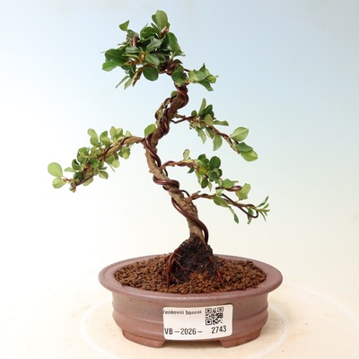 e-bonsai Venkovní bonsai - Cotoneaster horizontalis - Skalník
