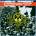 OPERATION MINDCRIME - QUEENSRYCHE