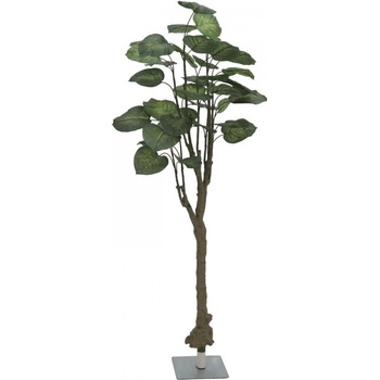 Pothos stromek, 175cm