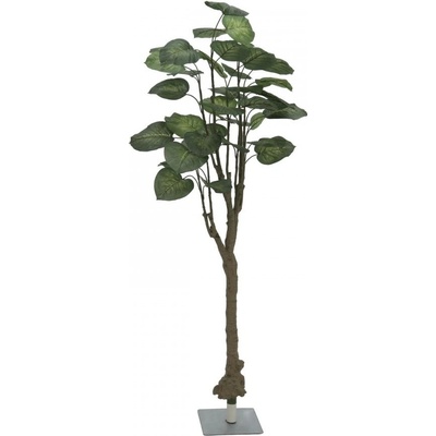 Pothos stromek, 175cm